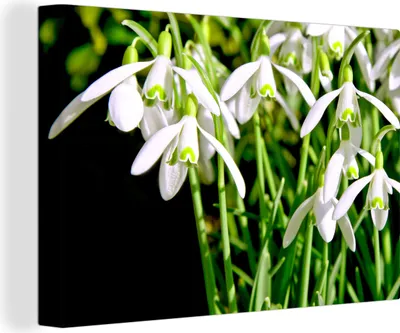 Produktbild von OneMillionCanvasses® - Leinwandbilder - 140x90 cm, Studioaufnahme von Schneeglöckchen, Wandbilder Kunstdruck Wanddekoration - Foto auf Leinwand - Gemälde auf Holzrahmen