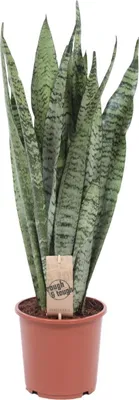 Zdjęcie produktu dla Sansevieria Zeylanica – 70 cm, średnica 17 cm – łatwa w pielęgnacji sansewieria o smukłych liściach – wytrzymała roślina zielona