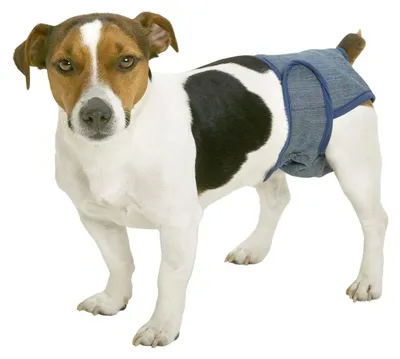 Immagine prodotto di Pantaloni Protettivi Per Cani, Taglia Xl (76-97 Cm), Per Cani