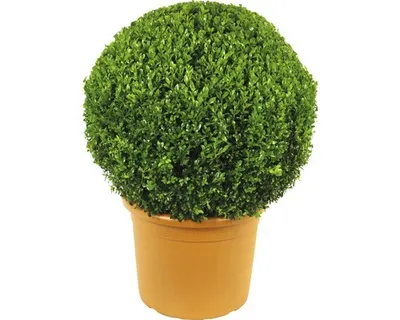 Obrázek produktu pro Zimostráz FloraSelf Buxus sempervirens průměr cca 50 cm květináč 15 l