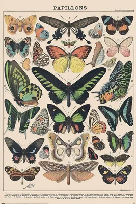 Obrázek produktu pro Millot – Motýli – 61 x 91,5 cm – Plakát