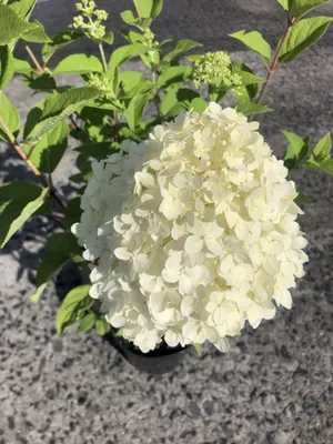 Produktbild von Hydrangea Paniculata 'Limelight' - Hortensien 40-50 cm Container