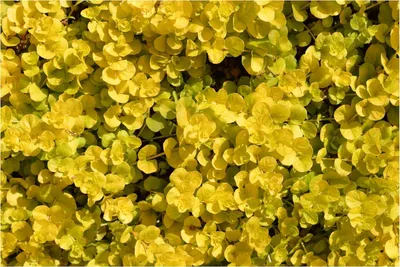 Produktbild von Stauden Gänge 1 x Lysimachia nummularia 'Aurea' - gelbes Pfennigkraut - Goldene Teppiche, die den Garten erstrahlen lassen - Trittfest