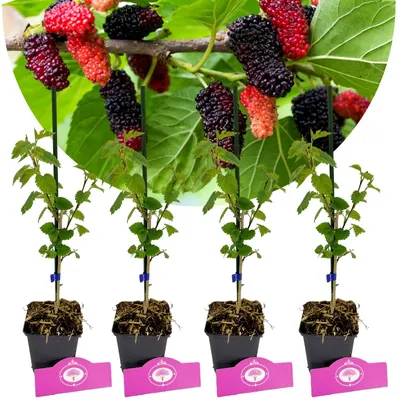 Produktbild von Set mit 4 Maulbeeren – Morus alba x rubra ‚Milanowek‘ – Höhe 25 cm – 9 cm Topf