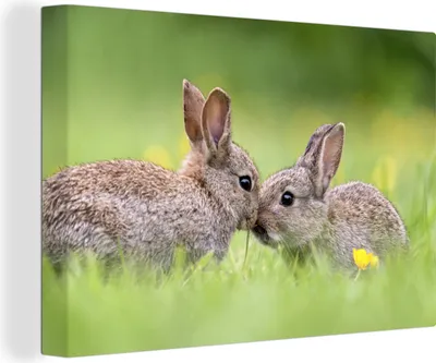 Zdjęcie produktu dla MuchoWow® - Obraz na płótnie - Królik - Dziecko - Trawa, fototapeta, dekoracja ścienna, obrazy do salonu, 120x80cm