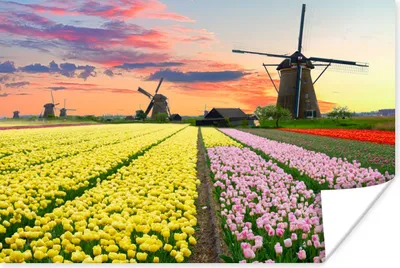 Produktbild von MuchoWow® Poster Windmühle - Tulpen - Blumen - Niederlande 180x120 cm - Fotoplakat