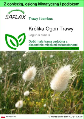Zdjęcie produktu dla SAFLAX - Garden to go - Królika Ogon Trawy - 100 Nasiona - Z doniczką, pokrywą klimatyczną i podłożem do uprawy - Lagurus ovatus