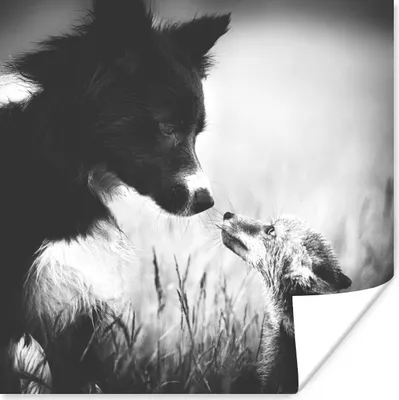 Produktbild von MuchoWow® Poster Bekanntschaft zwischen Hund und Fuchs 75x75 cm - Wand Dekoration