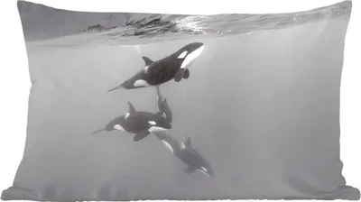 Produktbild von MuchoWow® Zierkissen Sofakissen Wohnzimmer Dekokissen 50x30 cm Orca - Wasser - Schwarz - Weiß - Wohnzimmerdekoration - Polster mit Photo
