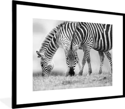Produktbild von MuchoWow® Gerahmtes Poster Weidende Zebras 80x60 cm - Poster mit Schwarzem Bilderrahmen Wandposter Rahmen Foto Bilder - Schlafzimmer-Dekorationen - Fotoposter