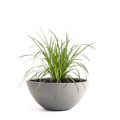 Produktbild von PFLANZWERK® Pflanzschale Pflanzkübel BOWL Ø 55cm GRAU Premium Blumenschale mit Lotus-Effekt Fiberglas - Handgefertigt - Rund - Frostbeständig