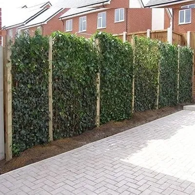 Productafbeelding van Klimplanten - Groenblijvende klimop - Privacy creëren - Koop 12 betaal 9 - 75-100 cm - Groen