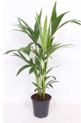 Produktbild von Palme Howea forsteriana Kentia 80cm