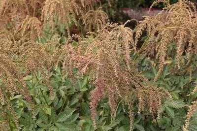 Immagine prodotto di 6 x Astilbe (t) 'Straussenfeder' - Prachtspiere - Topf 9 x 9 cm