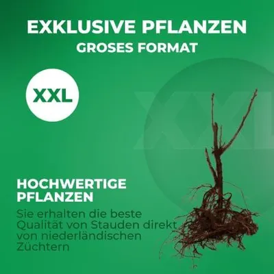Produktbild von Johannisbeer-Kollektion Schwarz, Rot & Weiß - 3 Pflanzen - Winterhart & Mehrjährig - Echte Fruchtsträucher aus Holland - keine Samen, keine Zwiebeln, nicht künstlich