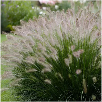 Produktbild von Stauden Gänge 3 x Pennisetum alopecuroides 'Foxtrot' im 1 Liter Topf - Lampenputzergras - Leichtigkeit und Stil in perfekter Harmonie - Winterhart