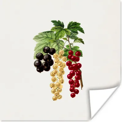 Produktbild von MuchoWow® Poster Beeren - Lebensmittel - Pflanze 100x100 cm - Babyzimmer