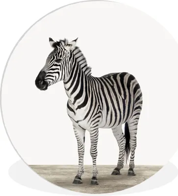 Produktbild von MuchoWow® Rundes Wandbild - Runde Bilder Zebra - Mädchen - Tiere - Kinder - Jungen Ø 90 cm Kreis Wanddekoration Kunststoff - Wandkreis - Wandschmuck - Wand-Kreis - Wohnzimmer - Bild - Runde - Wanddeko - Dibond - Kunstdrucke