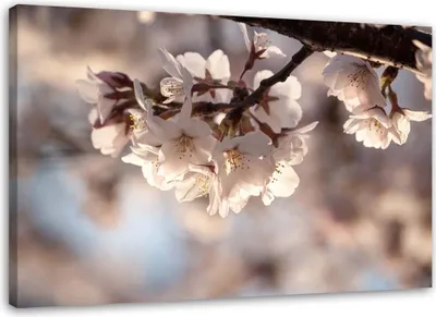Produktbild von Leinwandbild kirschblüte 60x40 cm Feeby rosa wandbild bereit zum aufhängen