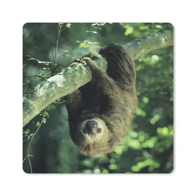 Produktbild von MuchoWow® Mauspad Mousepad Ein Faultier hängt kopfüber in einer grünen Umgebung 20x20 cm - Mousepads - Maus Mat - Pad - Mausunterlage - Desk Mat - Bureauartikeln