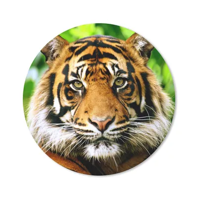 Produktbild von MuchoWow® Mauspad Mousepad Tiger - Kopf - Wald 30x30 cm - Mousepads - Maus Mat - Pad - Mausunterlage - Tischunterlage - Schreibtischmatten