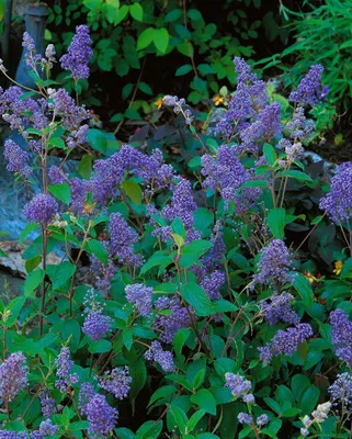 Zdjęcie produktu dla Ceanothus delilianus 'Henry Desfosse', kwiat torebkowy, niebieski, 40-60 cm