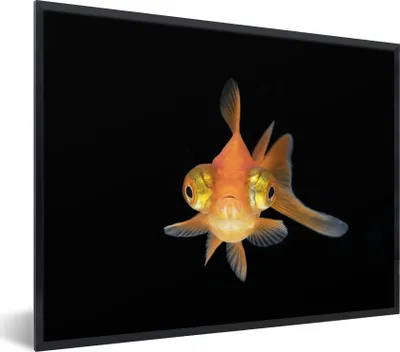 Produktbild von MuchoWow® Gerahmtes Poster Goldfisch - Meerestiere - Augen 80x60 cm - Poster mit Schwarzem Bilderrahmen Wandposter Rahmen Foto Bilder - Schwarzem - Mit Gestell