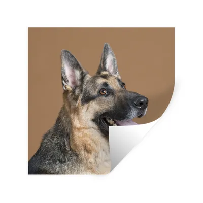 Produktbild von MuchoWow® Wandtattoo Wandsticker Wandaufkleber Porträt eines Deutschen Schäferhundes 100x100 cm Selbstklebend und Repositionierbar - Wierderverwendbar - Selbstklebend