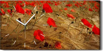 Produktbild von Leinwand Uhr Küche Wohnzimmer Bild 60x30 Bild Pflanzen Blumen Mohnblumen Felder - weiße Hände