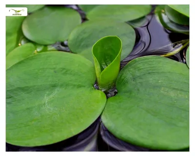 Produktbild von Schwimmpflanze - Froschbiss - Limnobium laevigatum - Garnelio Portion