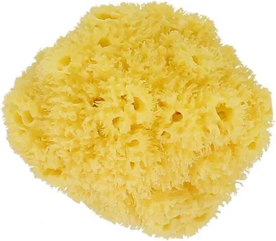 Produktbild von Naturschwamm in Größe M