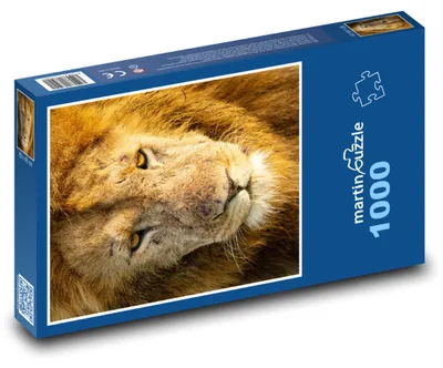 Obrázok produktu pre Puzzle 1000 Lev - kráľ savany - martinpuzzle