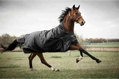 Produktbild von CATAGO Outdoordecke Justin für Pferde, 300g - schwarz - 125 cm
