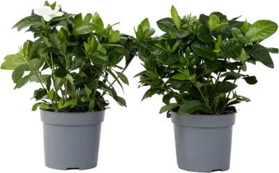 Zdjęcie produktu dla Gardenia jaśminowata - 2 szt - Gardenia jasminoides - W20-30cm - ⌀13cm