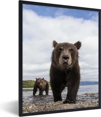 Produktbild von MuchoWow® MuchoWow® Gerahmtes Poster Bär - Küste - Wasser 60x80 cm - Poster mit zchwarzem Bilderrahmen - Premium - Wanddeko Wohnzimmer