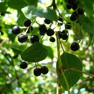 Obrázok produktu pre Maqui (Aristotelia chilensis)  – 10 kusov