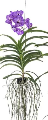 Image de Magnifique orchidée Vanda, floraison XXL, couleur violette
