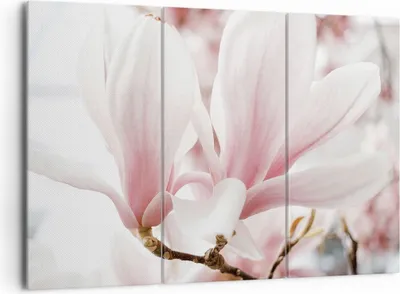 Produktbild von Bild auf Leinwand - Leinwandbild - 3 Teile - Zweig Magnolie Blume - 165x110cm - Wand Bild - Wanddeko - Wandbilder - Leinwanddruck - Bilder - Wanddekoration - Leinwand bilder - CE165x110-4538