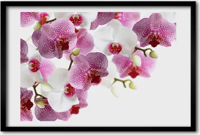 Produktbild von Bild 60x40 MDF-Rahmen, Wandkunst Orchidee