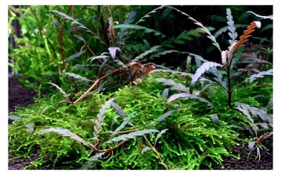Produktbild von Aquariumpflanze Hygrophila pinnatifida Wasserpflanzen