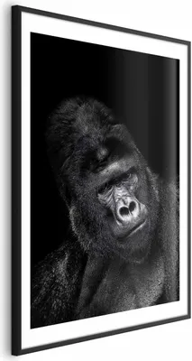 Produktbild von Posterpapier Poster - Gorilla 40x60 cm Tiere g-B-0113-ao-a