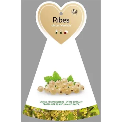 Obrázek produktu pro Rybíz 'Werdavia' 120 cm vysoký roubovaný stonek - Ribes rubrum 'Werdavia'