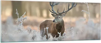 Produktbild von Bilder auf glas - Hirsch Wald Natur - 140x50cm - Glasbilder - Wandbilder - Kunstdruck - zum Aufhängen bereit - Wanddekoration aus Glas - Glas Bilder - Wandbild auf Glas - Einteilig - GAB140x50-3744