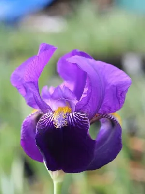 Productafbeelding van Iris "Germanica Joanna" / Zwaardlelie Groep I / paars - 1 wortelknol