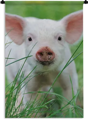 Produktbild von MuchoWow® Wandteppich Wandbehang Schwein - Tiere - Groß 120x180 cm Tapisserie Dekoration Wandtuch - Schlafzimmer - Dekorationen für das Haus