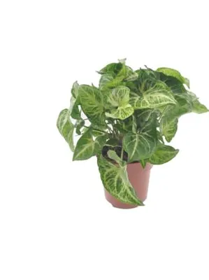 Produktbild von Syngonium Arrow Zimmerpflanze 25 cm