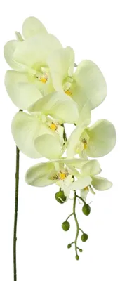 Produktbild von Kunstblume Phalaenopsis 86cm. Orchidee, Orchideentrieb. GRÜN