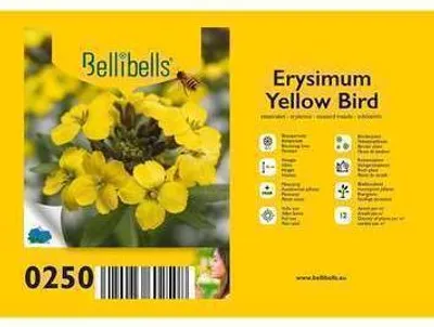 Produktbild von 6 x  Erysimum hybr. 'Yellow Bird' - Mauerkraut - Topf 9 x 9 cm