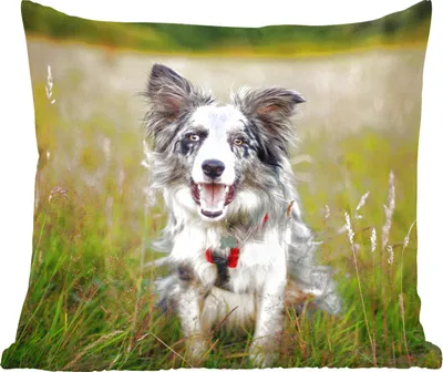 Produktbild von MuchoWow® Zierkissen Sofakissen Wohnzimmer Dekokissen 45x45 cm Border Collie im Gras liegend - Schlafpolster - Polster für das Sofa