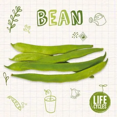 Immagine prodotto di Bean